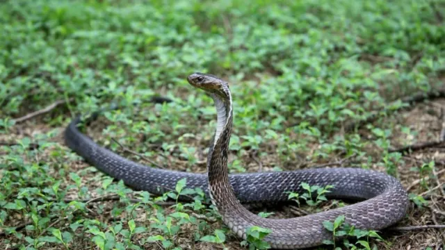 50000-die-of-snake-bite-every-year-bjp-mp-in-lok-sabha-flags-alarming-mortality-rate-in-country